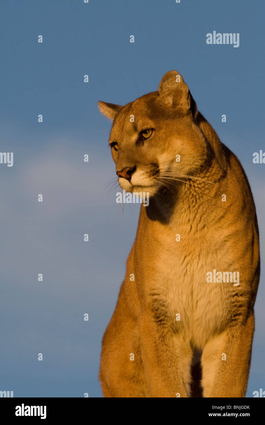 Tiere schön Schönheit Großkatzen kanadischen Close Ups Cougars Kreaturen Familie Felidae Felines Generalisten Grasland Kätzchen Stockfoto