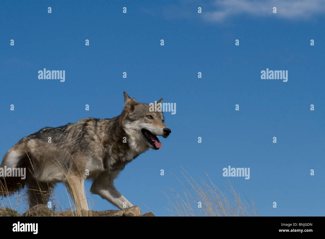 Ein grauer Wolf Ontop von einem felsigen Hügel um einen besseren Blick Tiere Verhaltensweisen Verhaltensweisen kanadischen Caniden Eckzähne Canis lupus Stockfoto