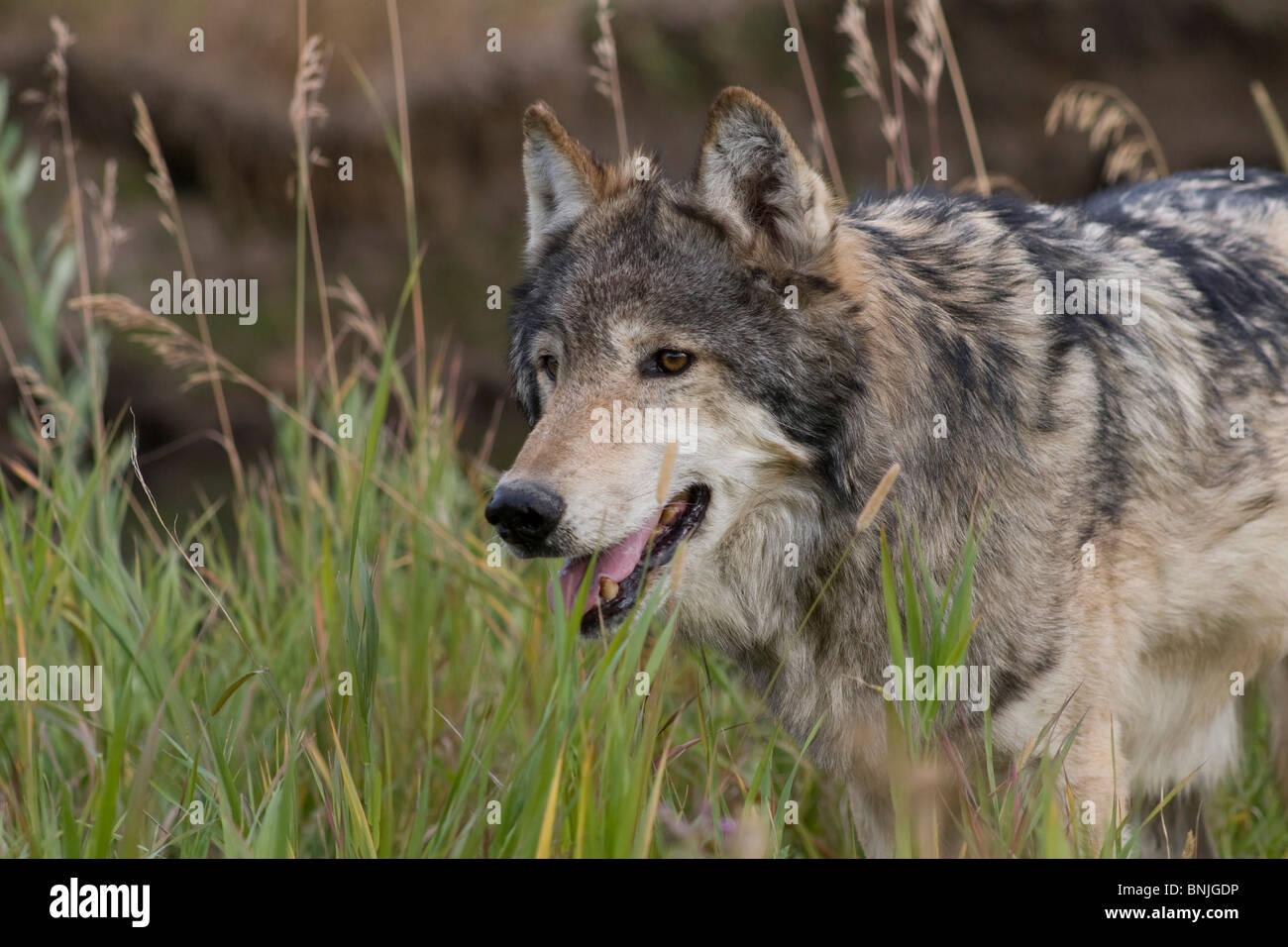 Tiere Verhalten Verhaltensweisen kanadischen Caniden Eckzähne Canis Lupus Carnivora Raubtiere Kreaturen Hunde Familie Canidae Wälder Stockfoto