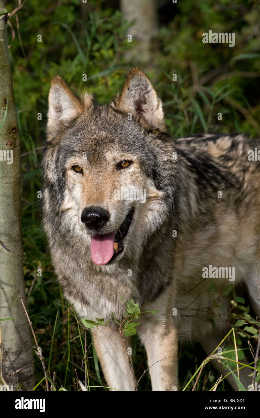Close Up ein grauer Wolf stehend in die Wälder Tiere Verhaltensweisen Verhaltensweisen kanadischen Caniden Eckzähne Canis Lupus Carnivora Stockfoto