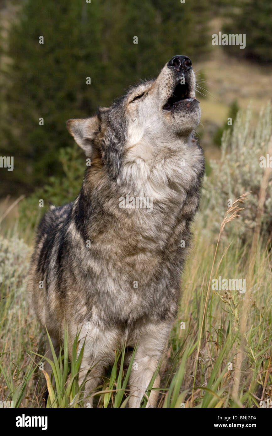 Grauer Wolf Wölfe Timberwolf Timber Wölfe Canis Lupus Caniden Eckzähne packen Erwachsenen graue Wolf Heulen um den Rest von ihm zu finden Stockfoto