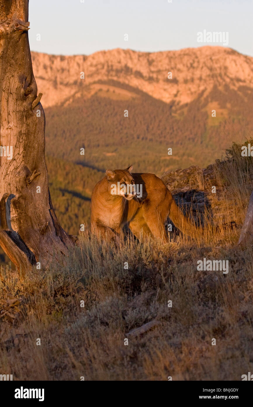 Ein Mountian Löwe in den Rocky Mountains auf der Suche nach Beute Tiere große Katzen kanadischen Carnivora Cougars Kreaturen Familie Felidae Katzen Stockfoto