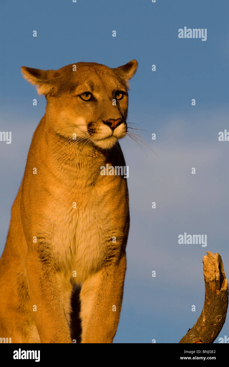 Tiere Verhalten Verhaltensweisen Großkatzen Zweige kanadischen Carnivora Anstiege Cougars Kreaturen Familie Felidae Katzen klettern Stockfoto