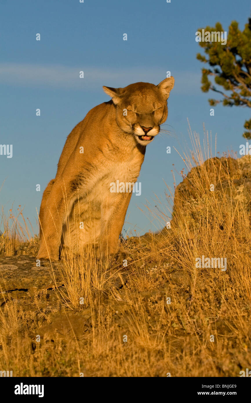Tiere Raubkatzen kanadischen Carnivora Cougars Kreaturen Familie Felidae Felines Generalisten Grasland Kätzchen Kitty Mammalia Stockfoto