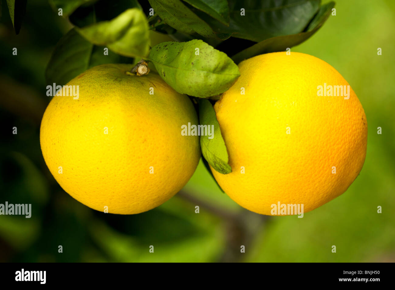 Zwei Zitronen hängen ein Zitronenbaum Stockfoto