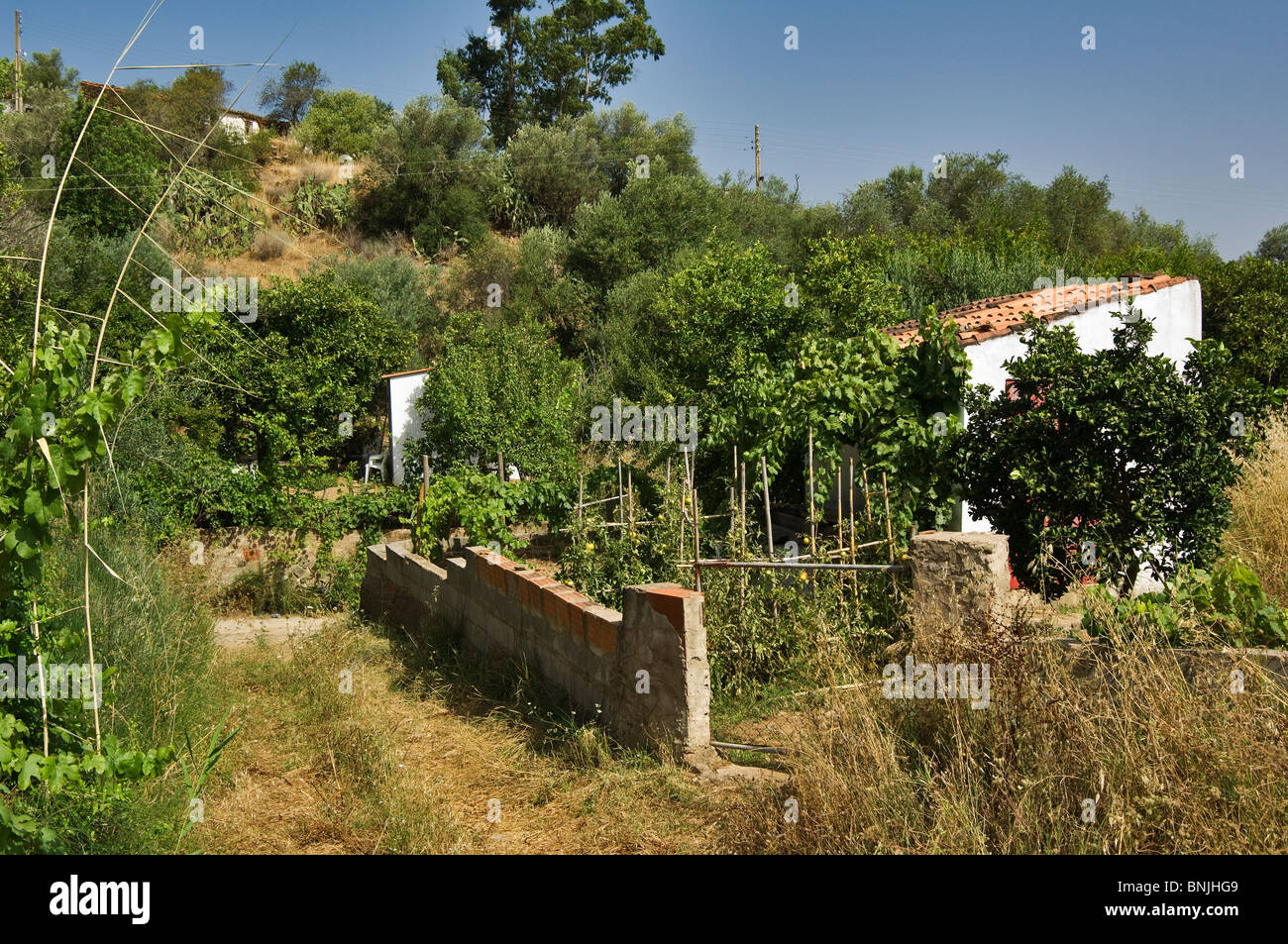 Gemüsegarten auf Laranjeiras am Fluss Guadiana, Algarve, Portugal Stockfoto