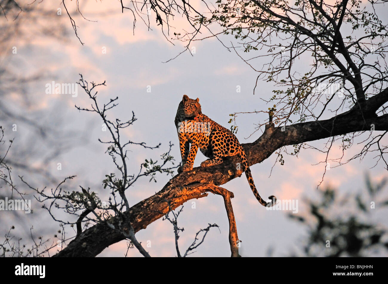 Leoparden Panthera Pardus Ulusaba Sir Richard Bransons Private Spiel Reserve Sabi Sands Game Reserve Mpumalanga in Südafrika Baum Stockfoto