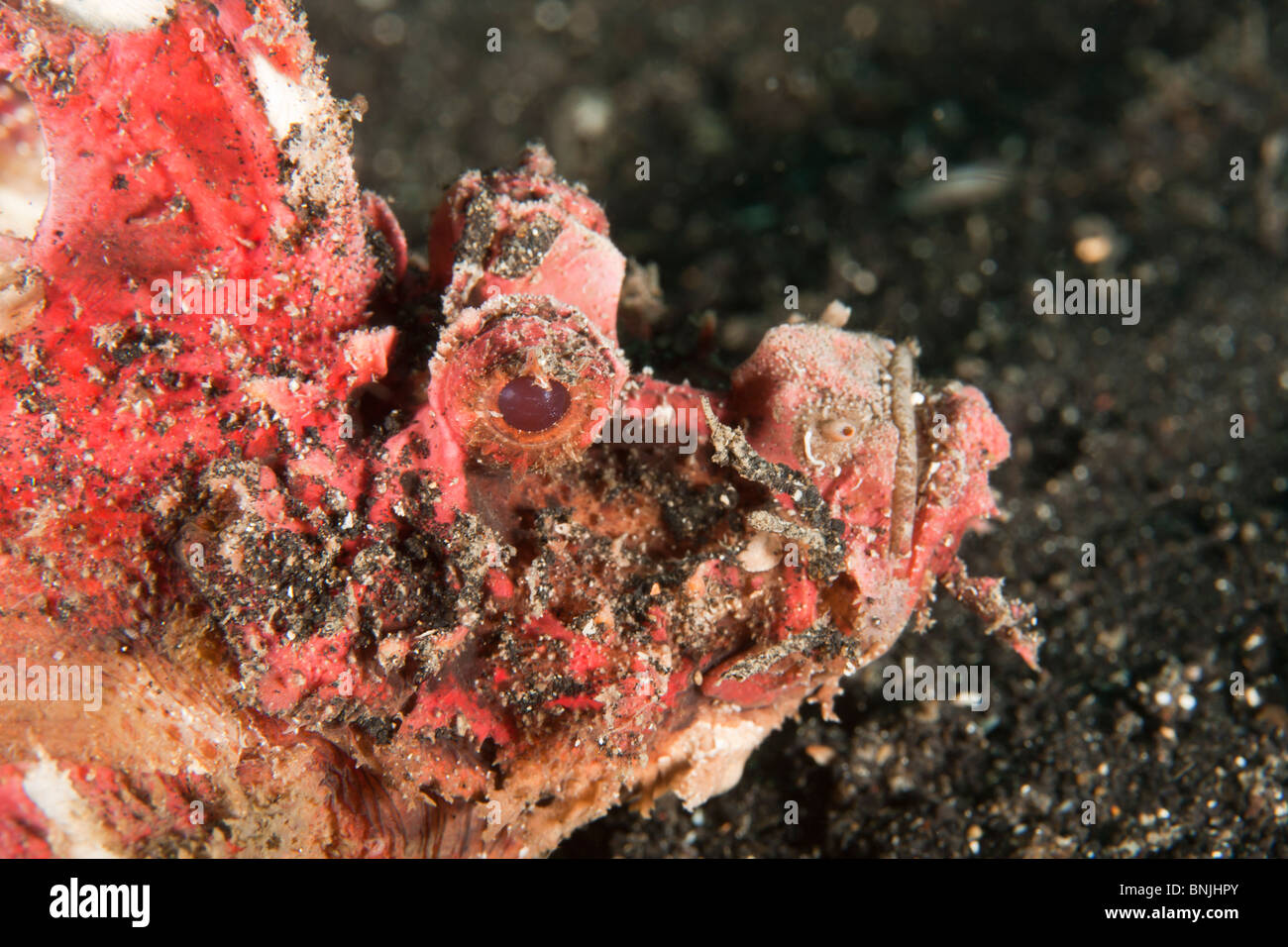 Stachelige Devilfish (Inimicus Didactylus), Nord-Sulawesi, Indonesien Stockfoto