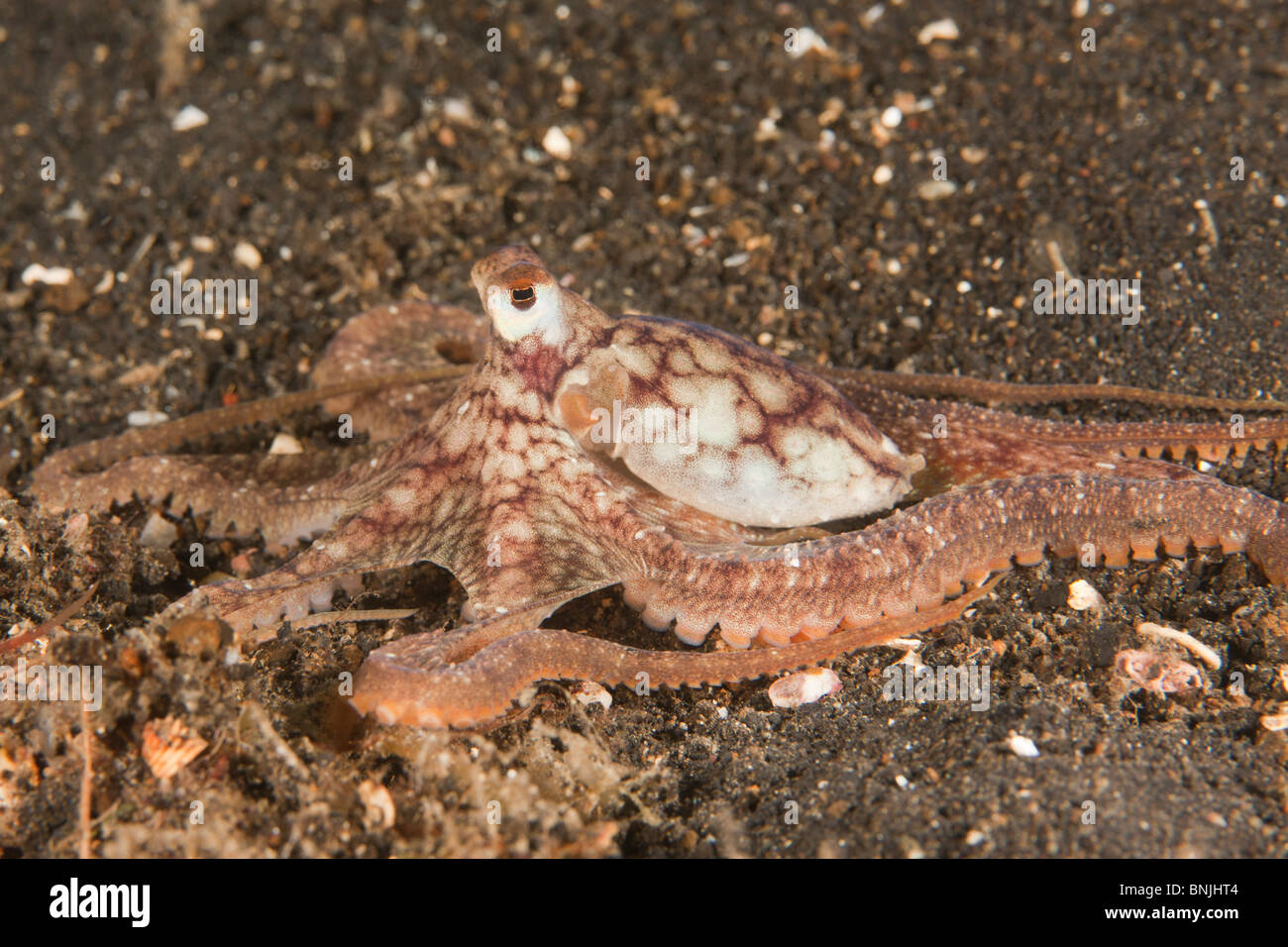 Tintenfisch, unbekannte Arten möglicherweise Octopus Arten 4 in Gosliner Stockfoto