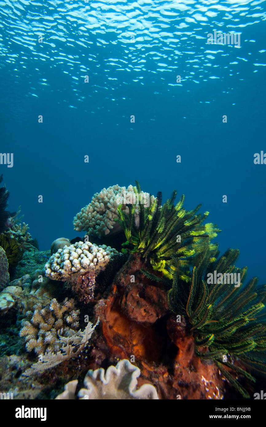 Crinoid (oder Feather Star) an einem tropischen Korallenriff von Bunaken Insel in Nord-Sulawesi, Indonesien. Stockfoto