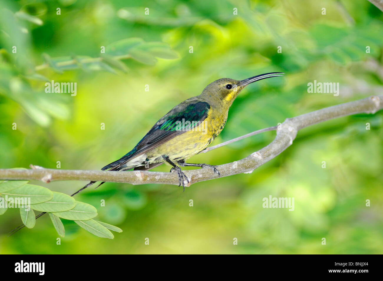 Malachit Sunbird Nectarina Famosa Garten am Matoppo Inn Beaufort West Western Cape Südafrika Vogel Zweig Zweig Stockfoto