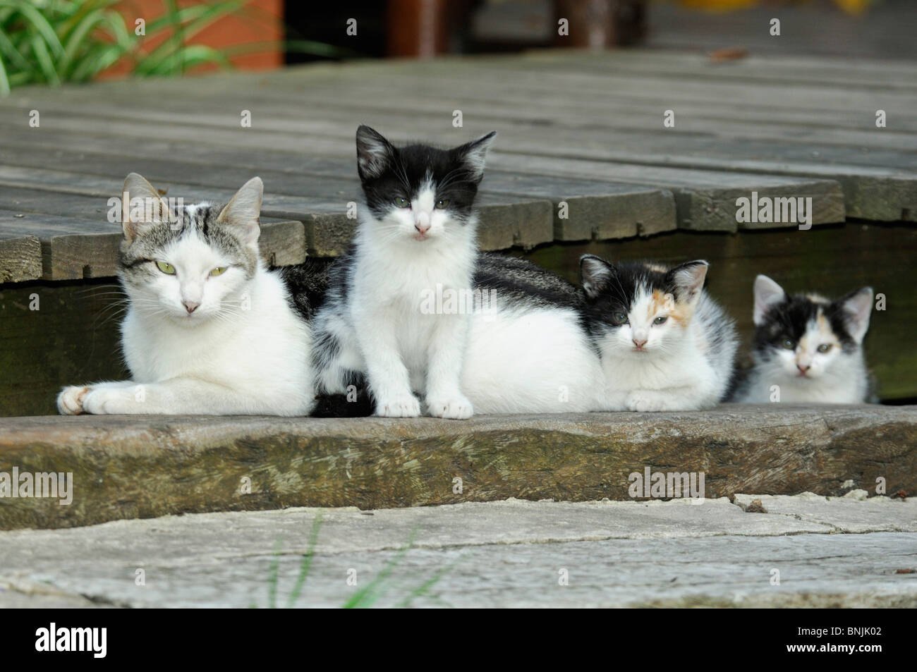 Katze Tsitsikamma Lodge in der Nähe von Stormsrivier Garden Route Eastern Cape Südafrika Kätzchen Kitty Tiere Haustiere Haustieren Familie im freien Stockfoto