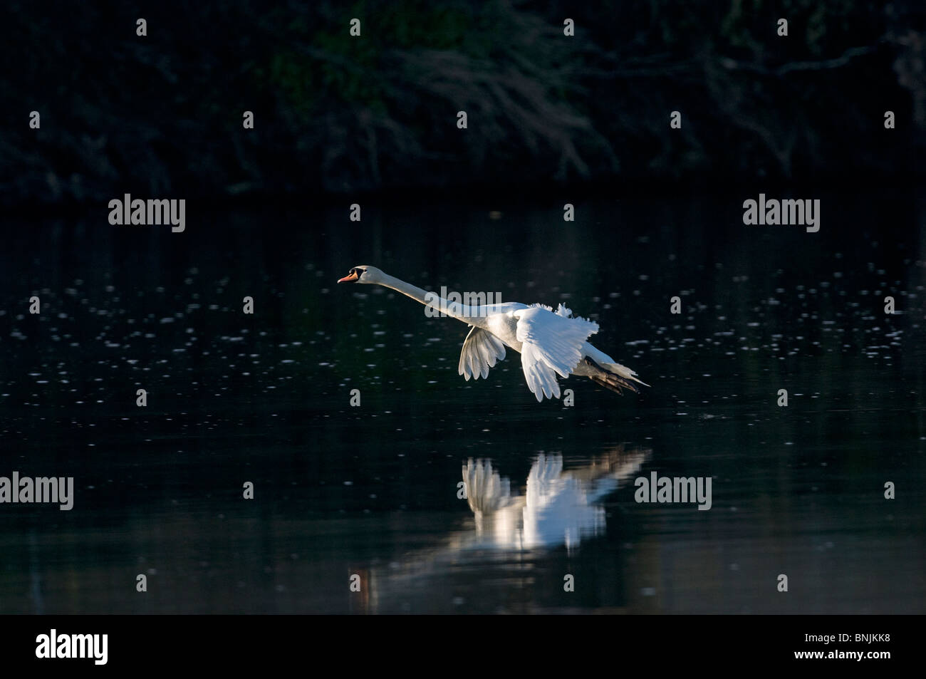 Höckerschwan Cygnus Olor fliegen Flug weißen See Natur Tiere Vogel Vögel Wasser Stockfoto