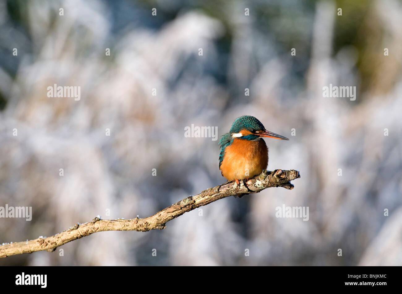 Eisvogel Alcedo Atthis Porträt Zweig sitzen Hintergrund unscharf Vogel Vögel animalischen Natur winter Stockfoto