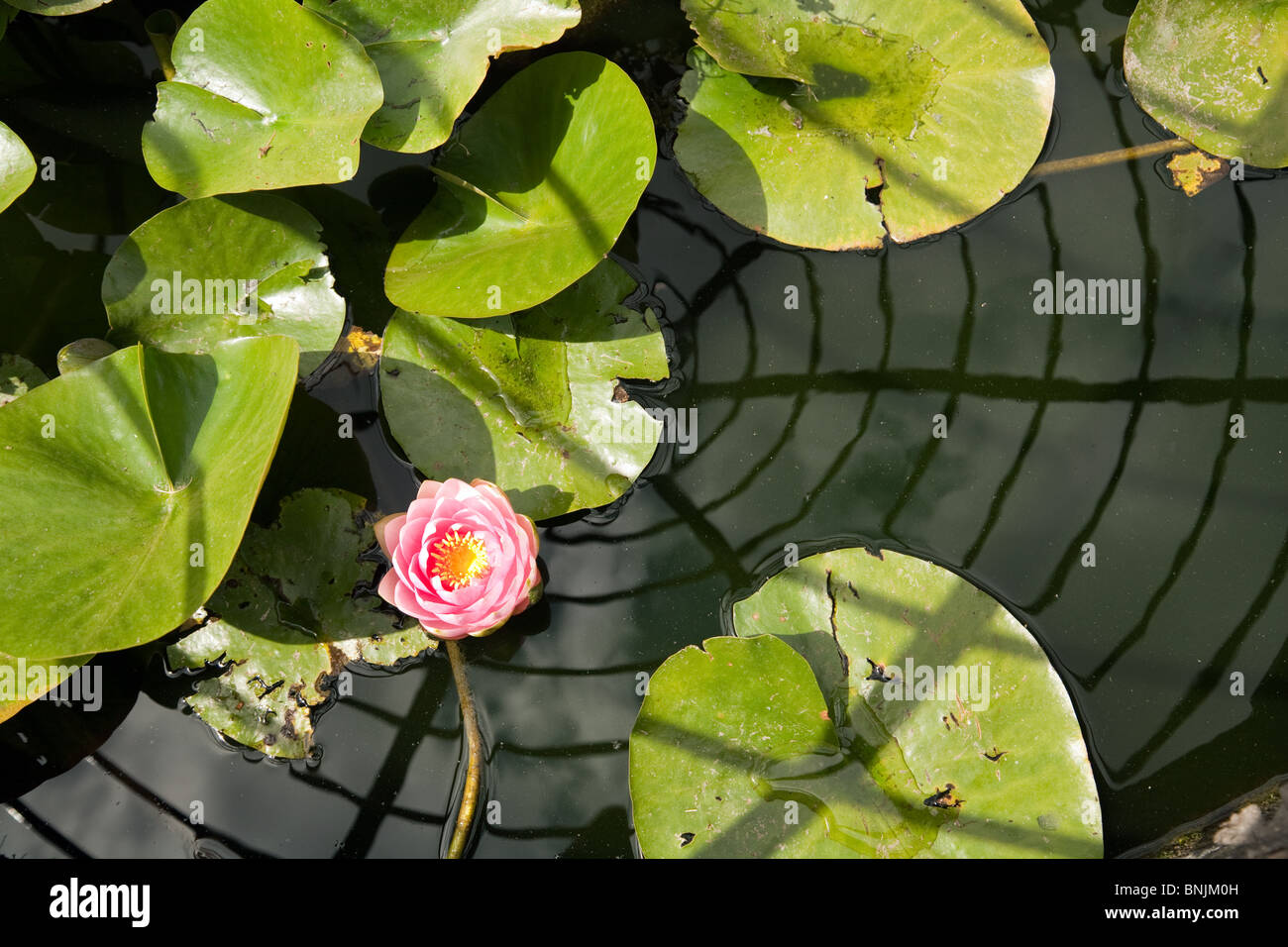 Eine rosa Seerose, umgeben von grünen Blättern in einem Gartenteich, von oben gesehen Stockfoto