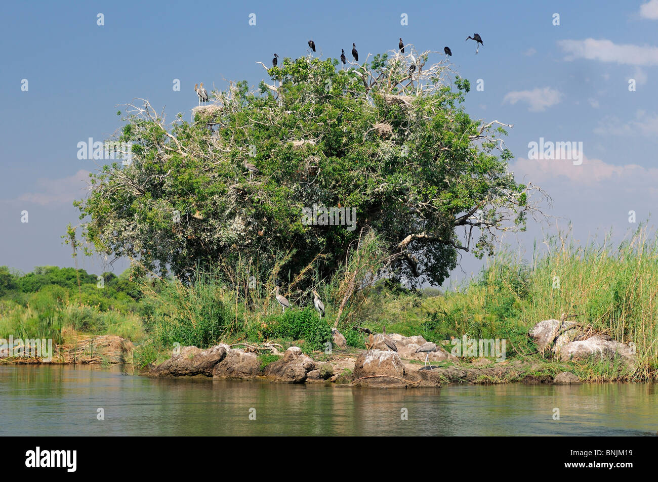 Open-billed Storch Anastomus Lamelligerus Ntwala Island Lodge Zambezi River Kasane Caprivi Namibia Afrika Reisen Natur Baum Stockfoto