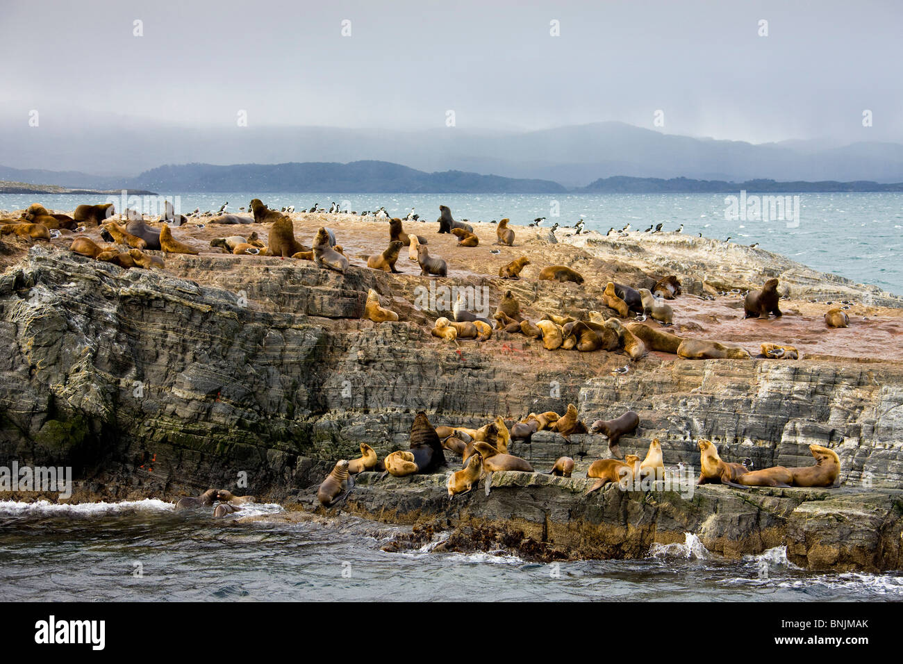 Argentinien-Südamerika-Amerika März 2009 Tierra del Fuego Beagle-Kanal Isla de Lobos Kolonie Rock rockt Küste Küste Meer Natur Stockfoto
