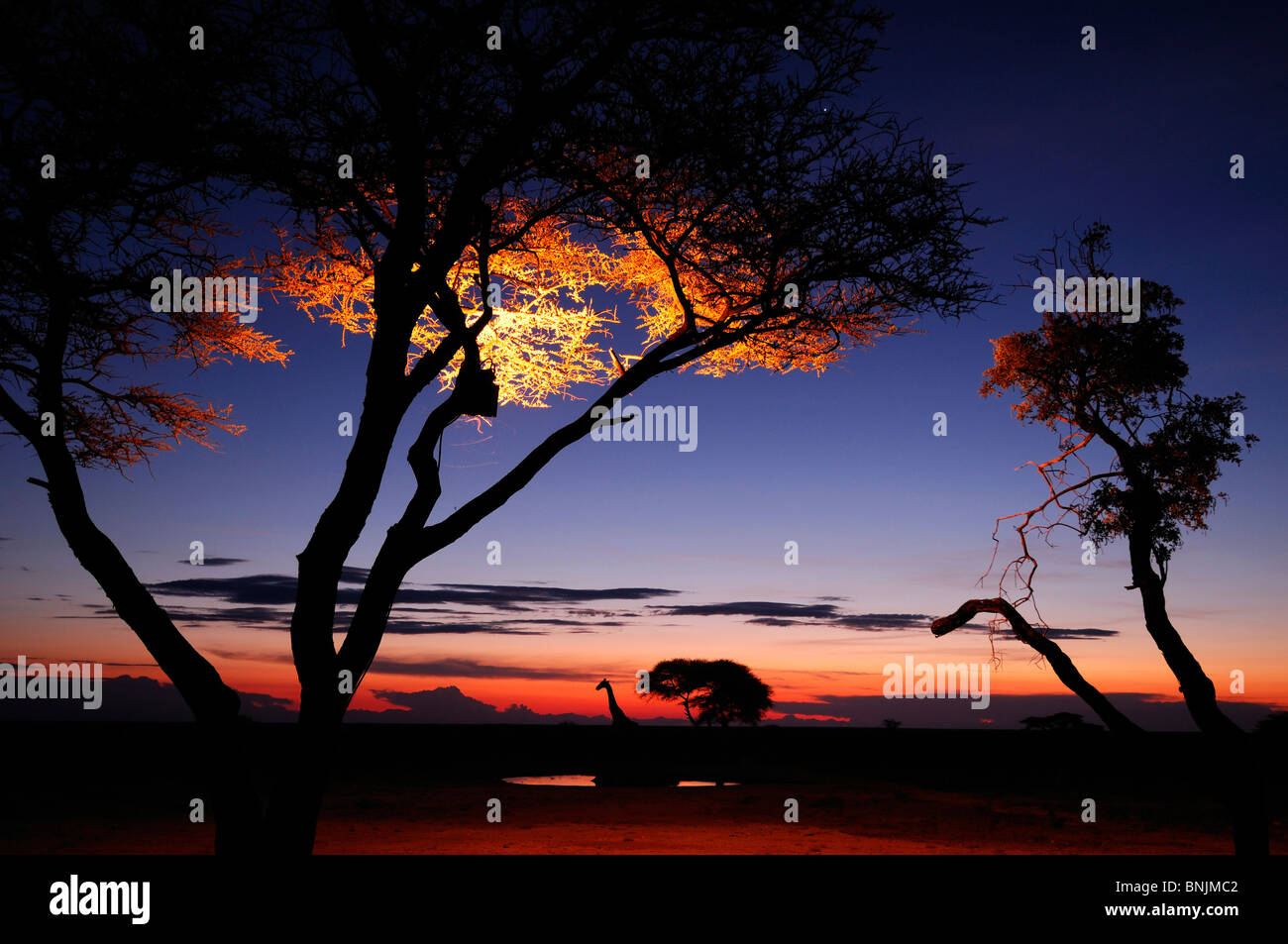 Das Fort Fisher Pan Onguma Safari Camp Etosha Nationalpark Kunene Region Namibia Afrika Reisen Natur Giraffe Sonnenuntergang Stockfoto