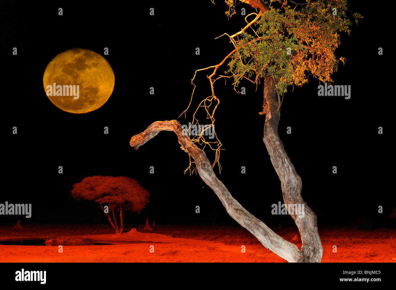 Wasserloch Nacht The Fort Fisher Pan Onguma Safari Camp Etosha National Park Kunene Region Namibia Afrika Reisen Natur Mond Stockfoto