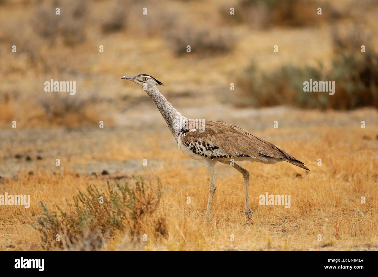 Kori Bustard Ardeotis Kori Onguma Safari Camp Etosha National Park Kunene Region Namibia Afrika Reisen Natur Vogel Stockfoto