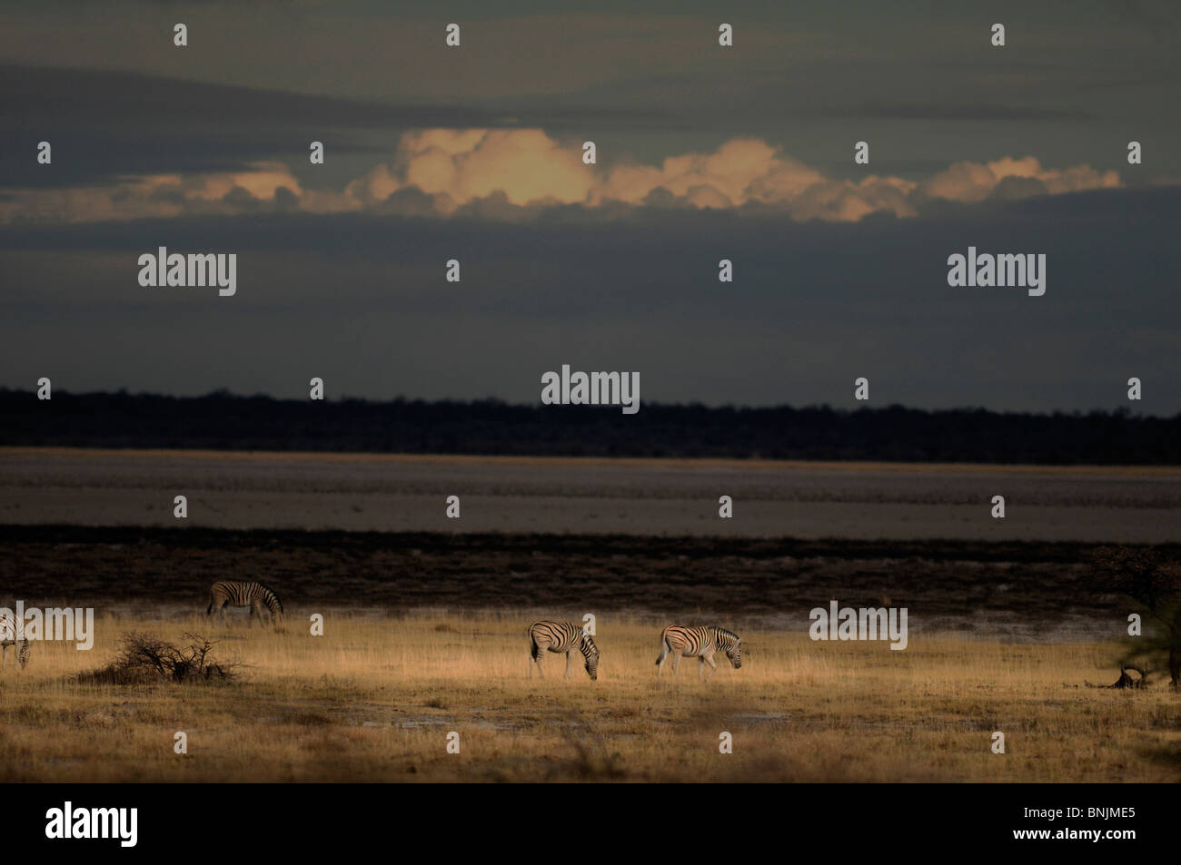 Zebras Tiere Equus Burchelli Onguma Safari Camp Etosha National Park Kunene Region Namibia Afrika Reisen Natur Stockfoto