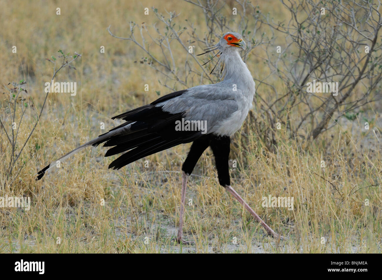Secretarybird Sagittarius Serpentarius Onguma Safari Camp Etosha National Park Kunene Region Namibia Afrika Reisen Natur Vogel Stockfoto