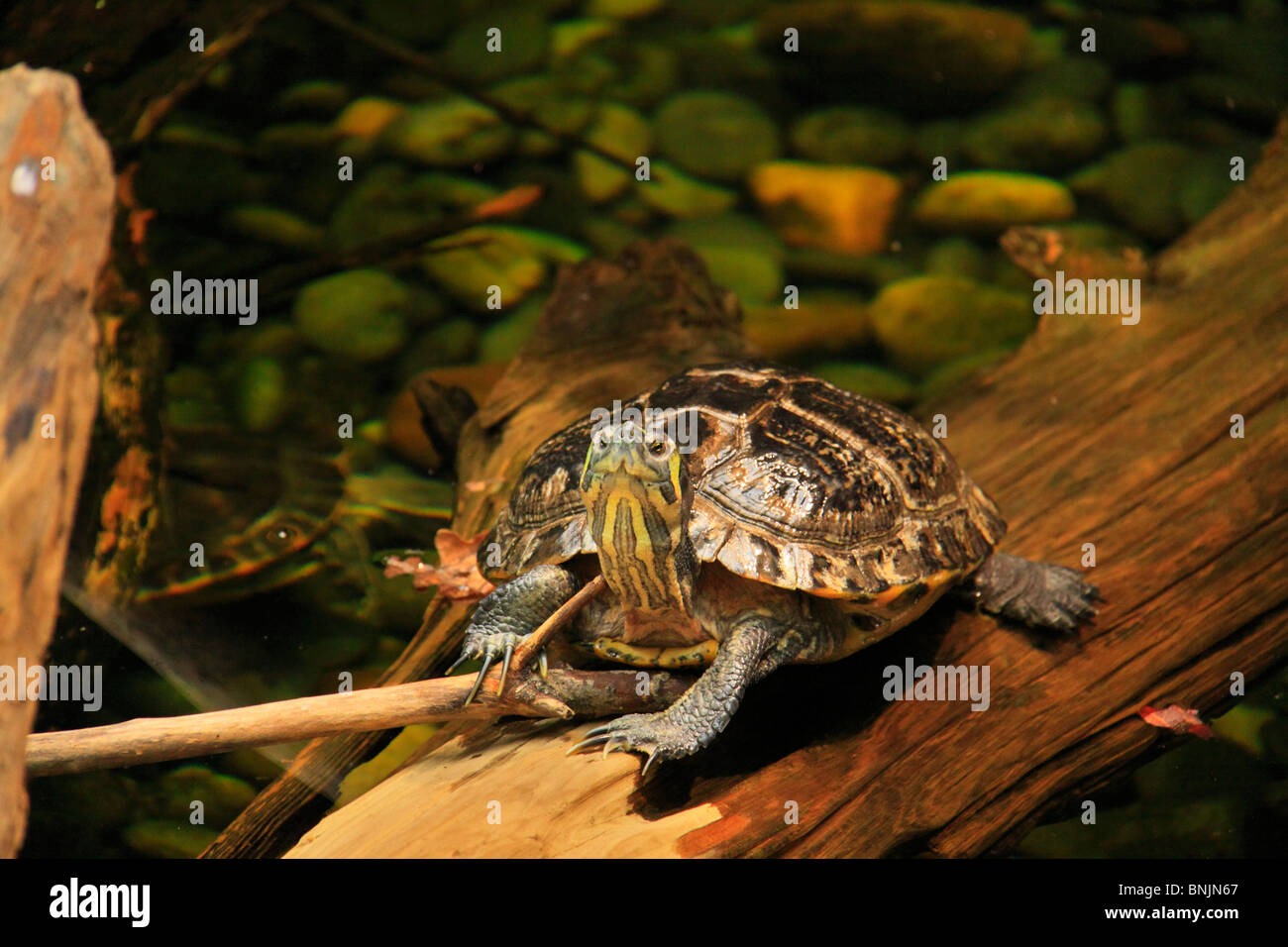 Gemalte Schildkröte an Virginia Aquarium and Marine Science Center, Virginia Beach, Virginia, USA Stockfoto