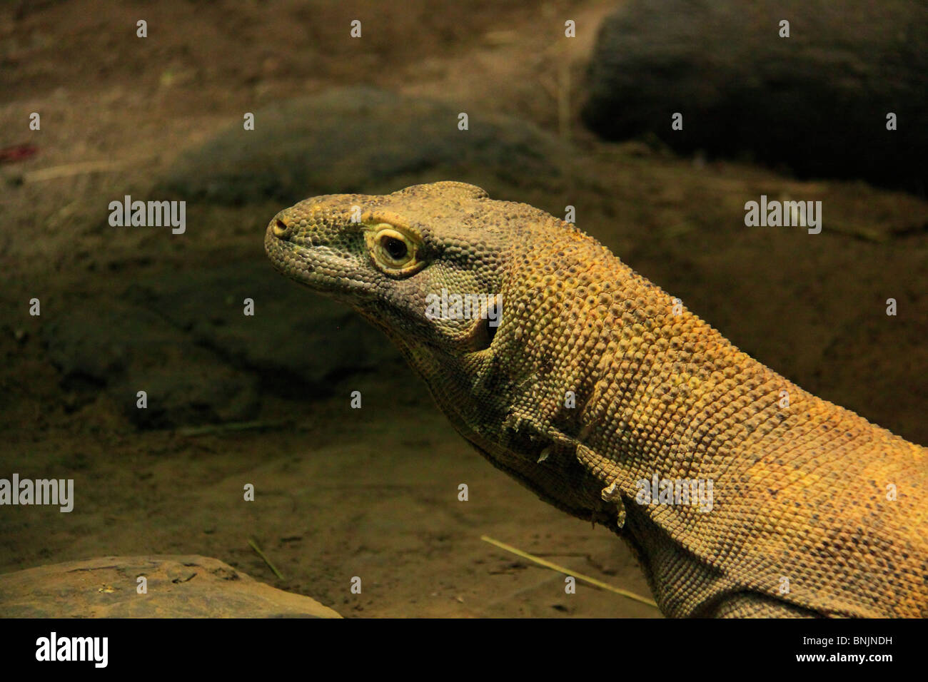 Komodo-Waran, Virginia Aquarium and Marine Science Center, Virginia Beach, Virginia, USA Stockfoto