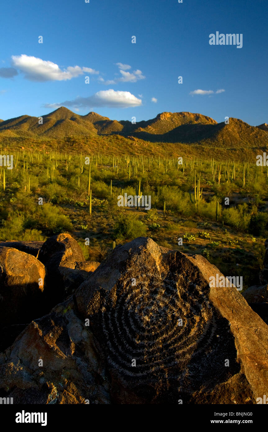 alten Felszeichnungen Saguaro Nationalpark West Einheit Arizona USA Nordamerika Landschaft Landschaft Kaktus Kakteen Natur Felsen rock Stockfoto