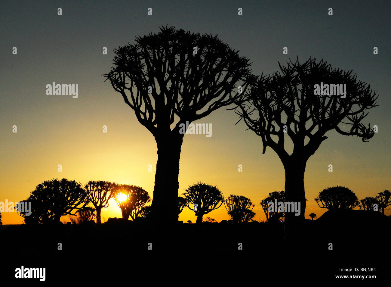 Sonnenuntergang hinter Kocherbaum Baum Quiver Tree Köcher Baum Restcamp Keetmanshoop Karas Region Namibia Afrika Reisen Natur Stockfoto