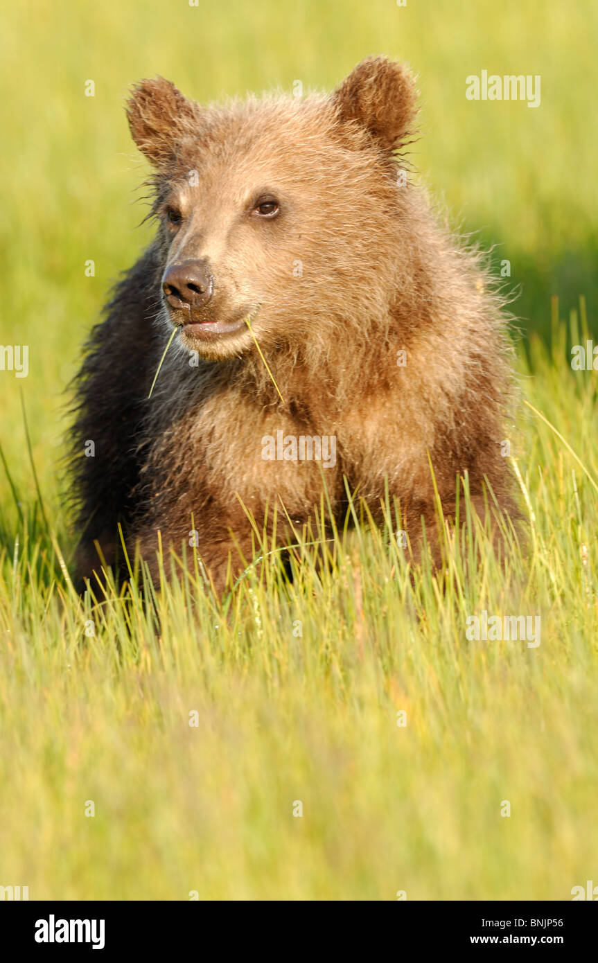 Fotoarchiv der ein Alaskan Brown Bear Cub sitzen auf einer Wiese von grünem Rasen. Stockfoto