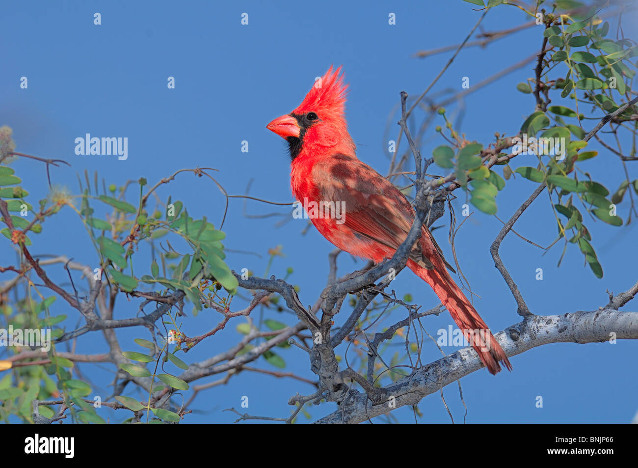 Kardinal Cardinalis Cardinalis Vogel Porträt rot Zweig sitzen Baum La Ventana Bay Sea of Cortez El Sargento in der Nähe von La Paz Baja Stockfoto