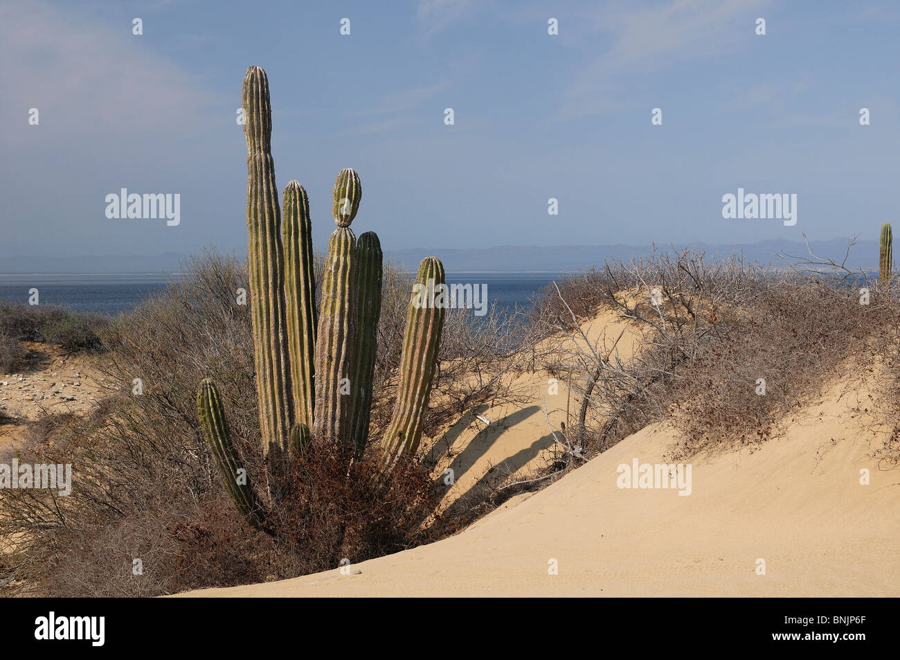 Isla Cerralvo Landschaft Kakteen Kaktus Strand Sand Meer La Ventana Bay Sea  of Cortez El Sargento in der Nhe von La Paz, Baja California Sur  Stockfotografie - Alamy