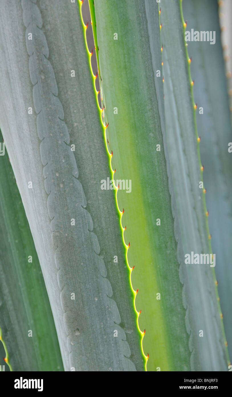 Tequila: Agave Tequilana. Blätter. Stockfoto