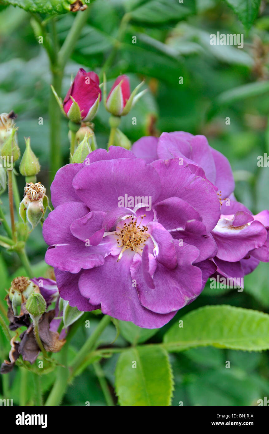 Rose: Rosa Rhapsody in Blue "Frantasia" Stockfoto