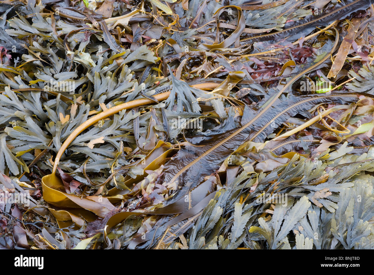 Seetang, Sugar Kelp und gezahnten Wrack Seegras Laminaria Diitata, Laminaria Saccharina & Fucus Serratus Orkney PL002113 Stockfoto