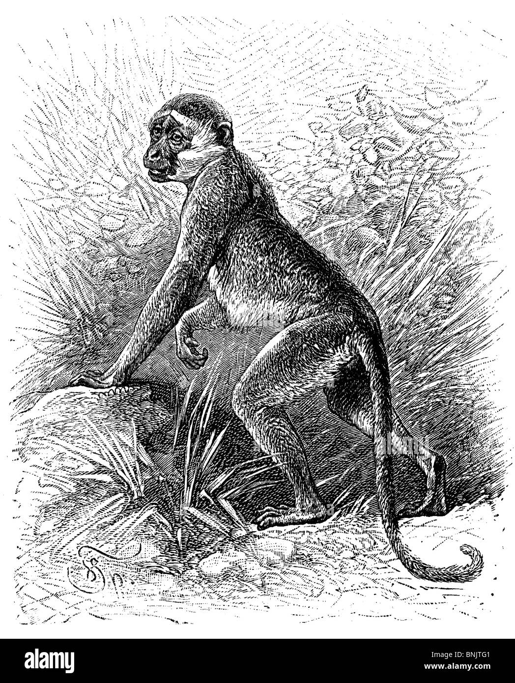 Green Monkey, grüne sabaeus Stockfoto