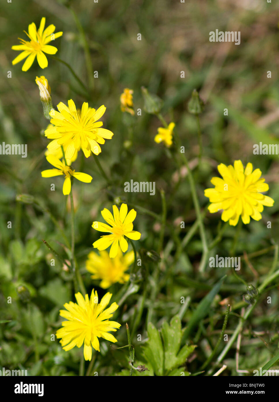 Glatte Falken Bart (Crepis capillaris) Gelber Wildblumen in voller Blüte im Sommer. Sussex, UK Stockfoto