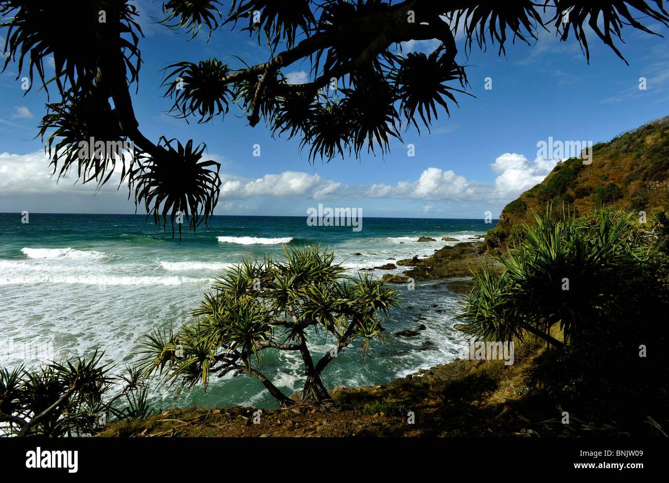 Pandanus-Pflanzen bei Brays Strand NSW Australia Stockfoto