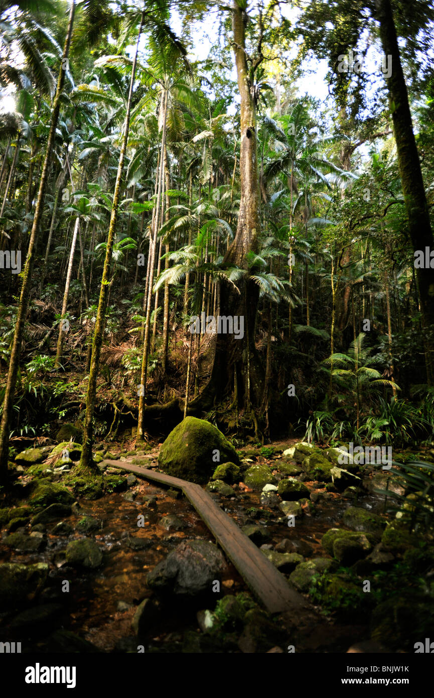 Terania Creek Australien Stockfoto