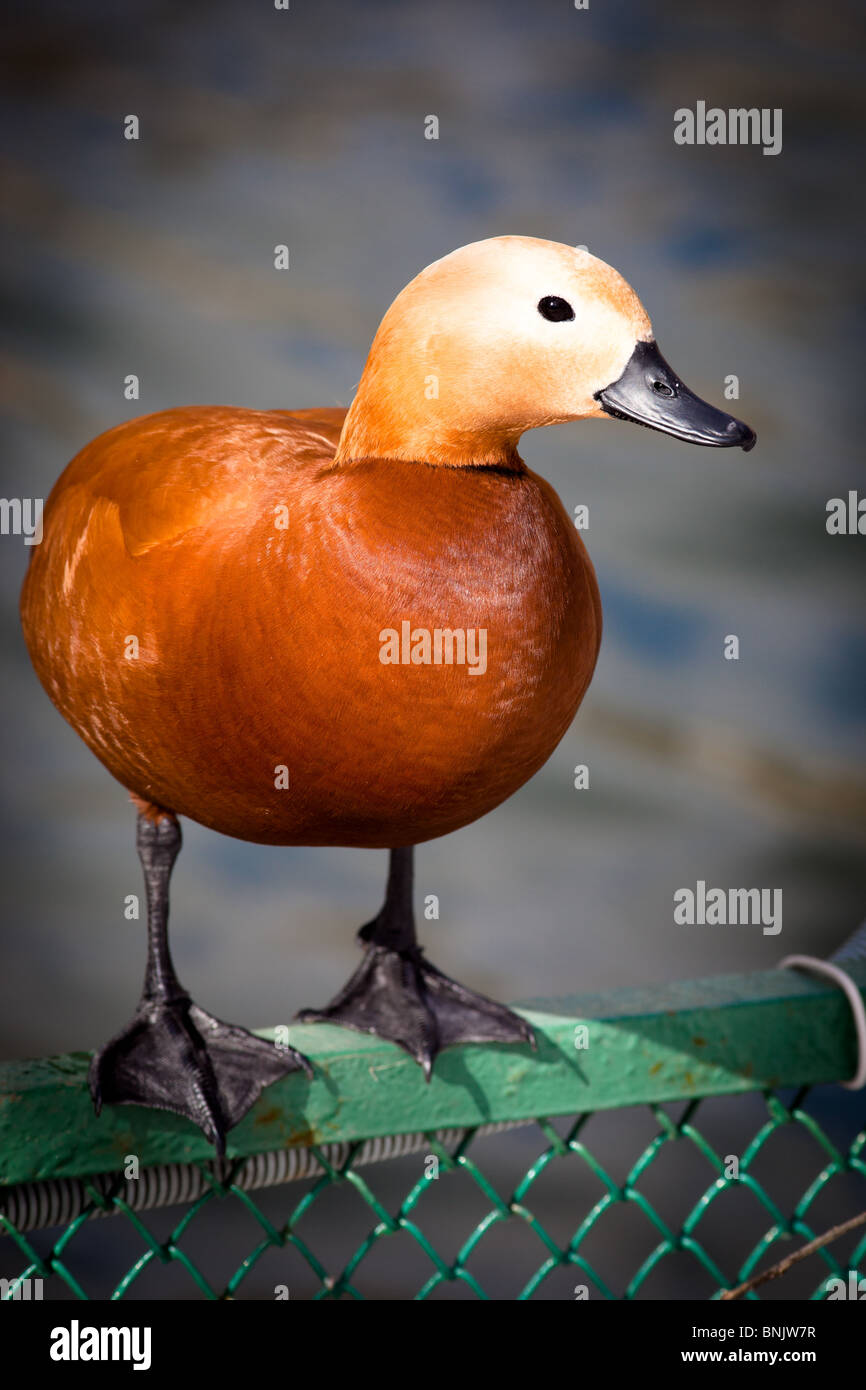 Ruddy Brandgans oder Brahminy Ente (Tadorna Ferruginea) ist in einem Zoo. Stockfoto