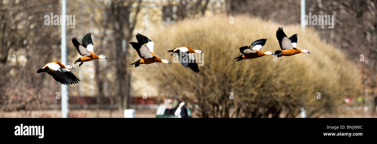 Collage aus drei Fotos. Ruddy Brandgans, bekannt als die Brahminy Ente (Tadorna Ferruginea) liegt in einem Park. Stockfoto