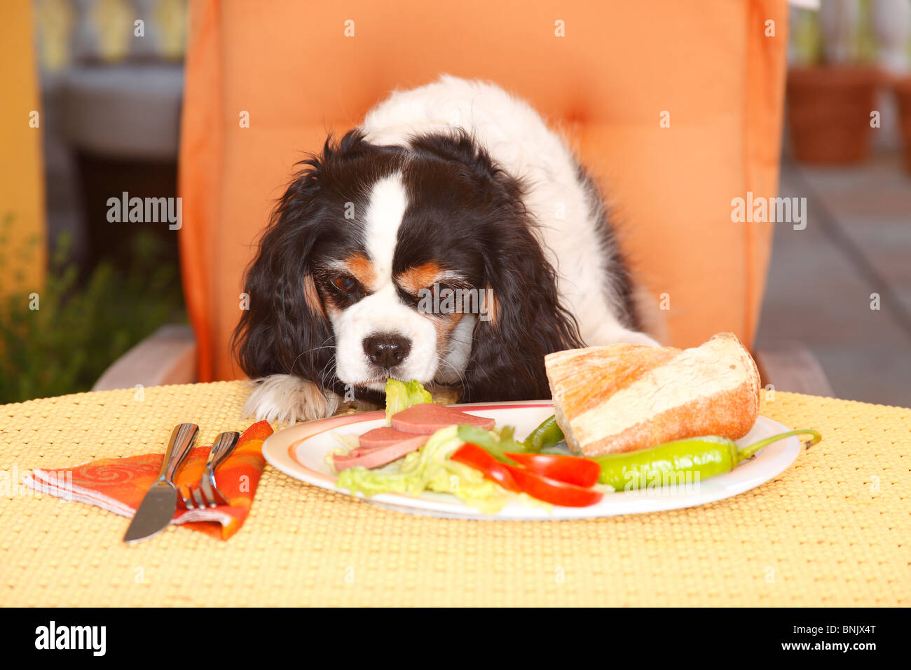 Cavalier King Charles Spaniel, Tricolor, Blick auf Teller mit Essen / Wurst, Brot, schlechte Angewohnheit Stockfoto