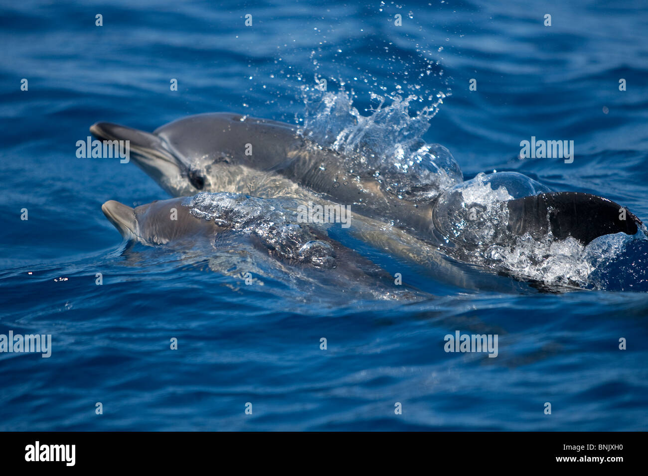 Kurzer Schnabel Gemeinen Delphin, Delphinus Delphis, gemeinen Delfin, Pico Azoren, Portugal, Wild, Mutter und Kalb auftauchen Stockfoto