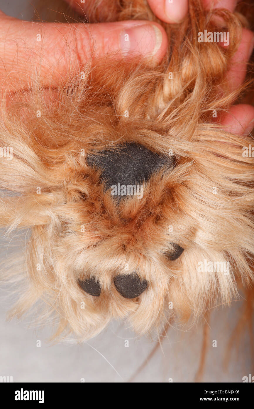 Hundepfote, Kugeln von Fuß, Cavalier King Charles Spaniel, Ruby / behaarte Stockfoto