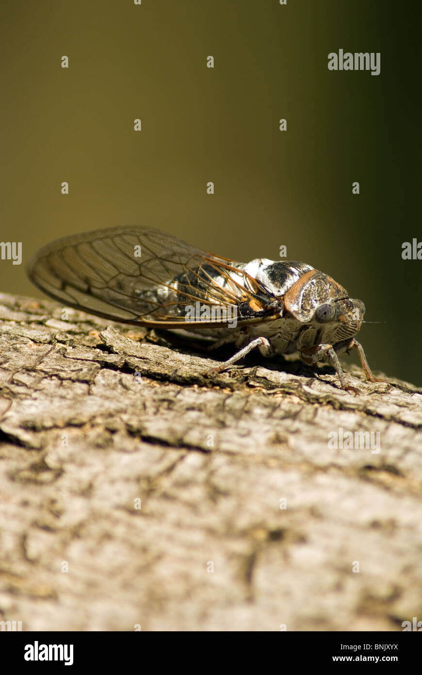 eine mediterrane Zikade auf einem Olivenbaum Stockfoto