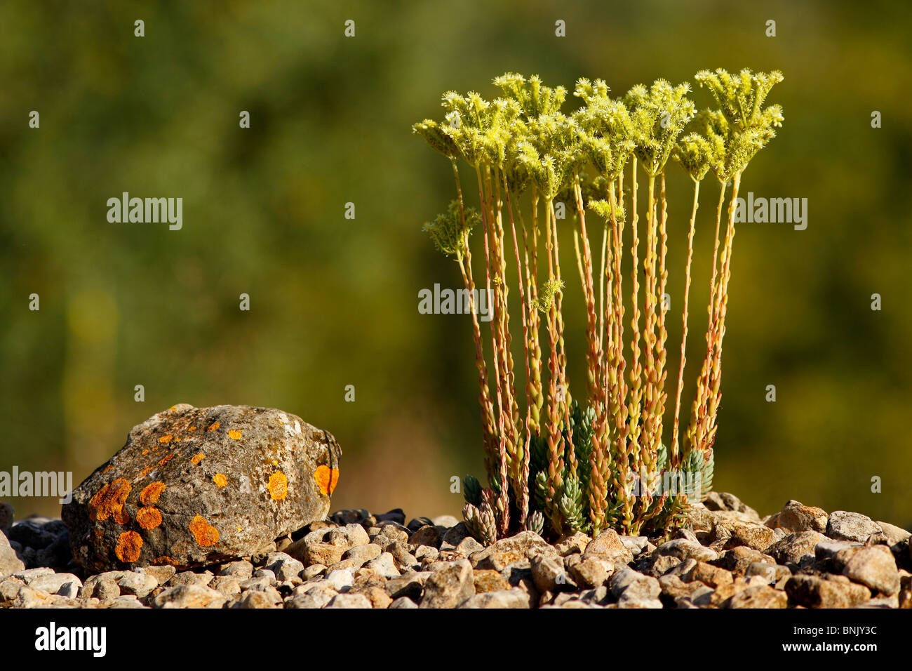 Sedum Sediforme in Blüte. Stockfoto