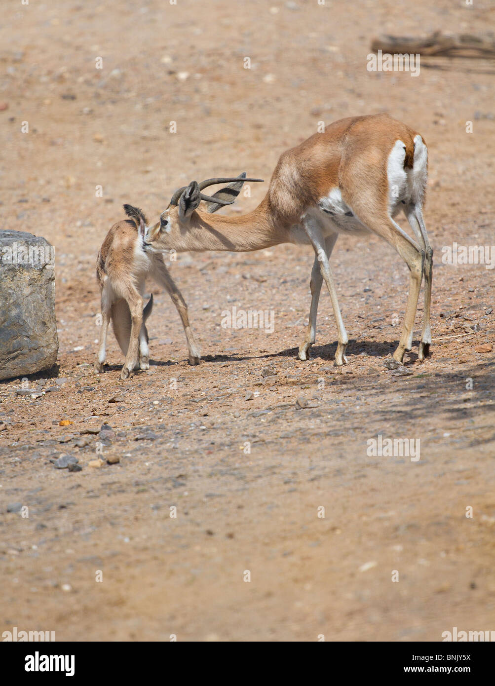 Weibliche Dorcas Gazelle (Gazella dorcas) leckt ihre fawn Stockfoto