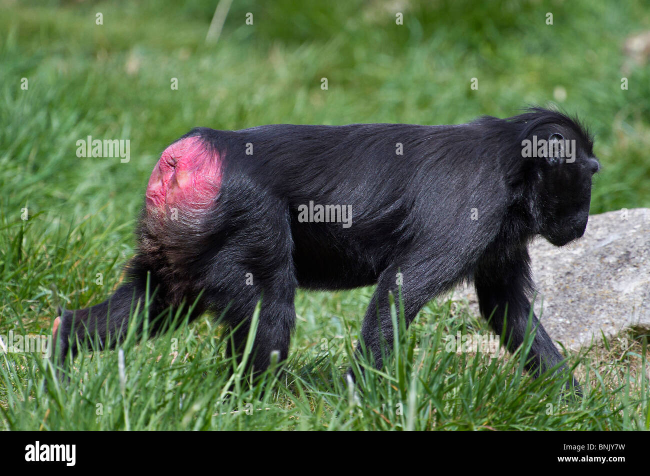 Sulawesi Crested schwarzen Makaken (Macaca nigra) Anzeige rosa unten Stockfoto