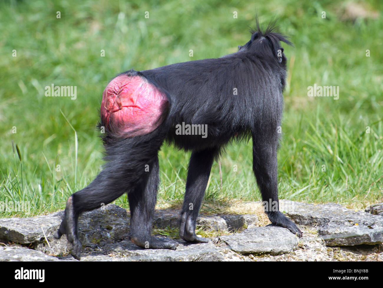 Sulawesi Crested schwarzen Makaken (Macaca nigra) Anzeige rosa unten Stockfoto